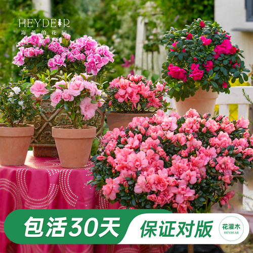 杜鹃茶花冬季开花花灌木
