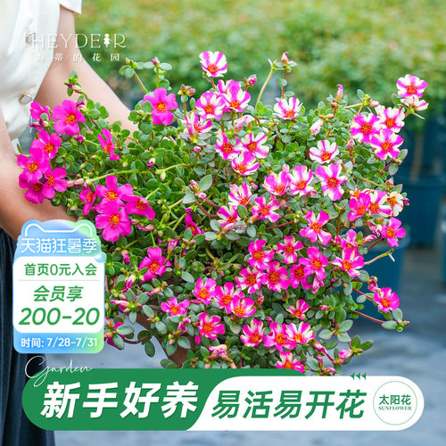 太阳花盆栽带花苞新手好养