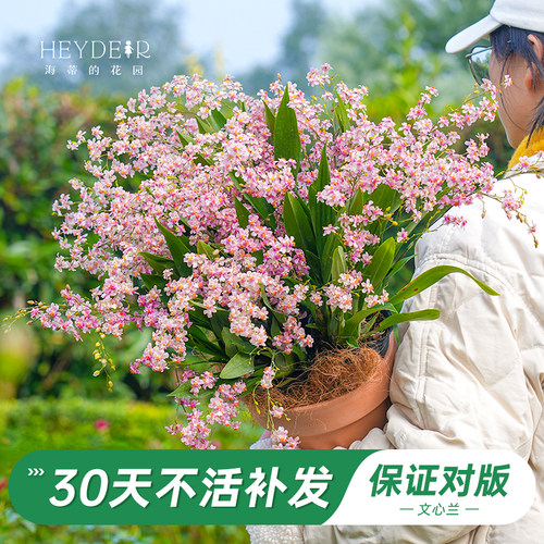 梦香文心兰室内开花香气四溢