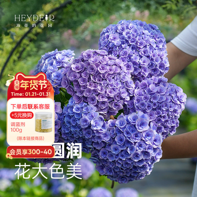 海蒂的花园大花绣球妖精之吻绣球花苗阳台庭院木本花卉盆栽植物,鲜花速递/花卉仿真/绿植园艺,绣球/木绣球/木本植物,淘宝优惠券,粉丝福利购,淘宝优惠卷