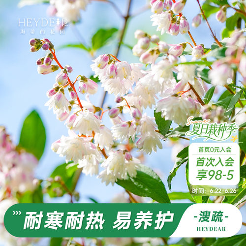 海蒂的花园溲疏铃铛庭院盆栽苗