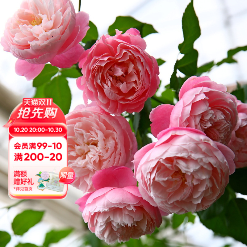 海蒂的花园羽毛月季耐热阳台庭院