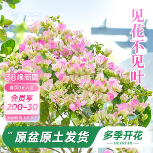 海蒂的花园旗舰店重瓣三角梅盆栽树苗耐热花卉植物绿樱阳台爬藤