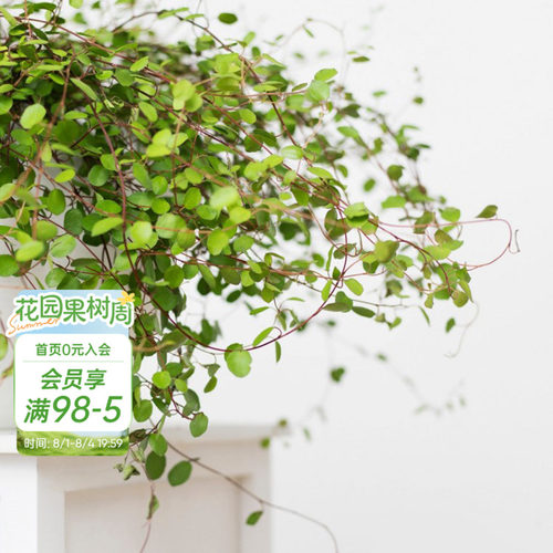海蒂的花园四季常绿庭院观叶植物