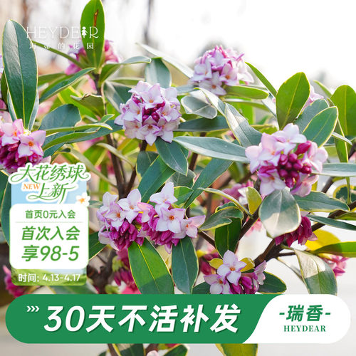 海蒂的花园金边瑞香阳台花卉