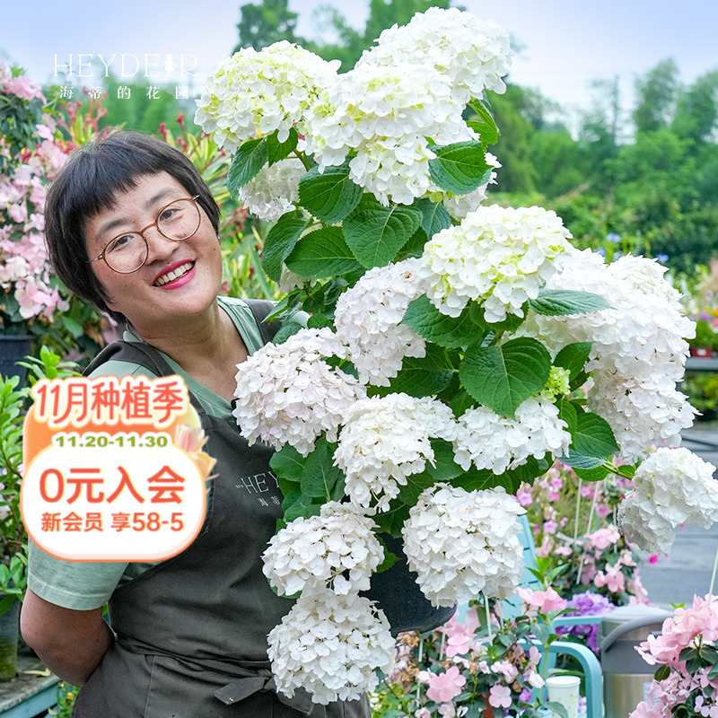 海蒂的花园无尽新娘植物