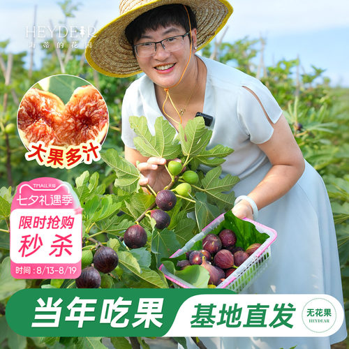 基地自产无花果苗保证对版