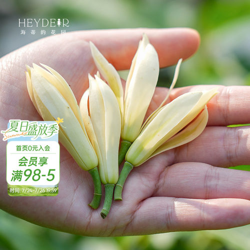 多季节开花黄角兰树苗四川发货