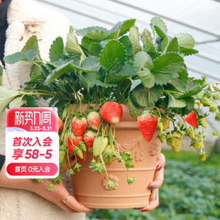 海蒂 节结果黑珍珠红颜奶油草莓苗 花园旗舰店盆栽草莓苗秧多季