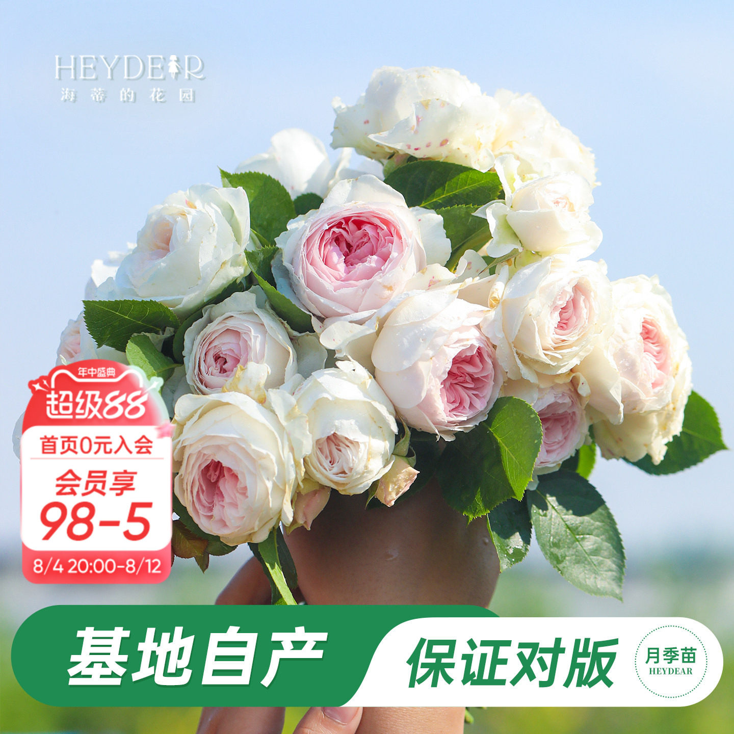 海蒂的花园克里斯蒂娜公爵夫人直立月季浓香粉色花阳台庭院盆栽苗 - 实物图