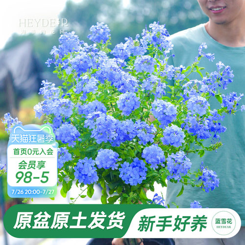 海蒂阳台蓝雪花海蒂的花园