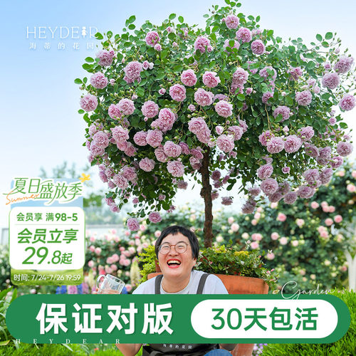 海妈家自产月季花苗易养护包对版