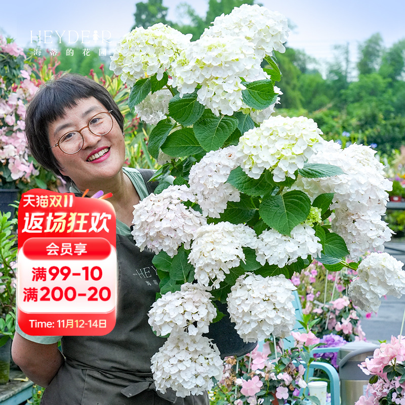 海蒂的花园无尽新娘植物