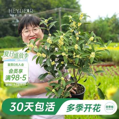 海妈家多季节开花桂花盆栽