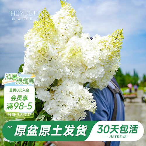 耐寒耐晒绣球北方地区露地过冬