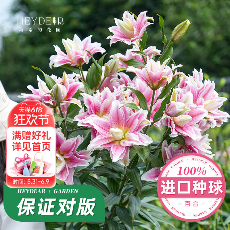 海蒂的花园旗舰店百合种球进口重瓣香水切花品种庭院球根植物预售