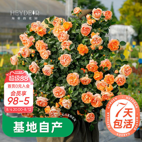 海蒂的花园月季多季开花带苞发货
