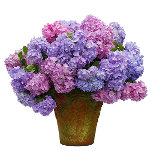 海蒂的花园旗舰店海妈花园大花绣球花苗无尽夏绣球花阳台植物盆栽