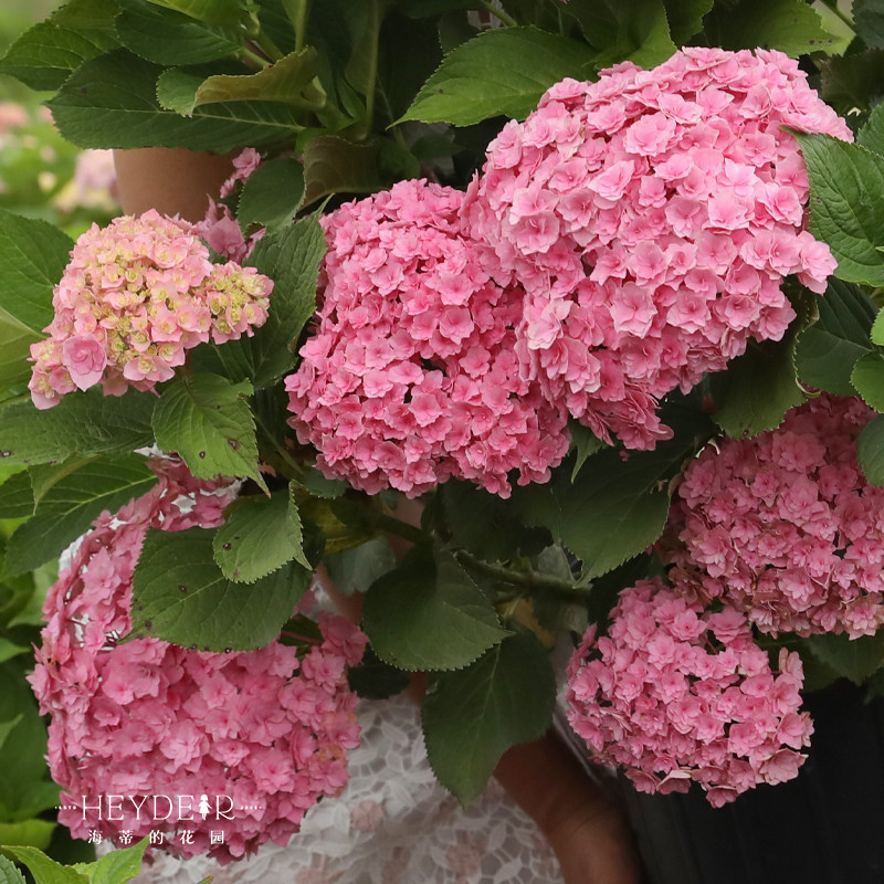 海蒂的花园 你我的银河大花重瓣绣球室外阳台庭院盆栽花卉植物苗