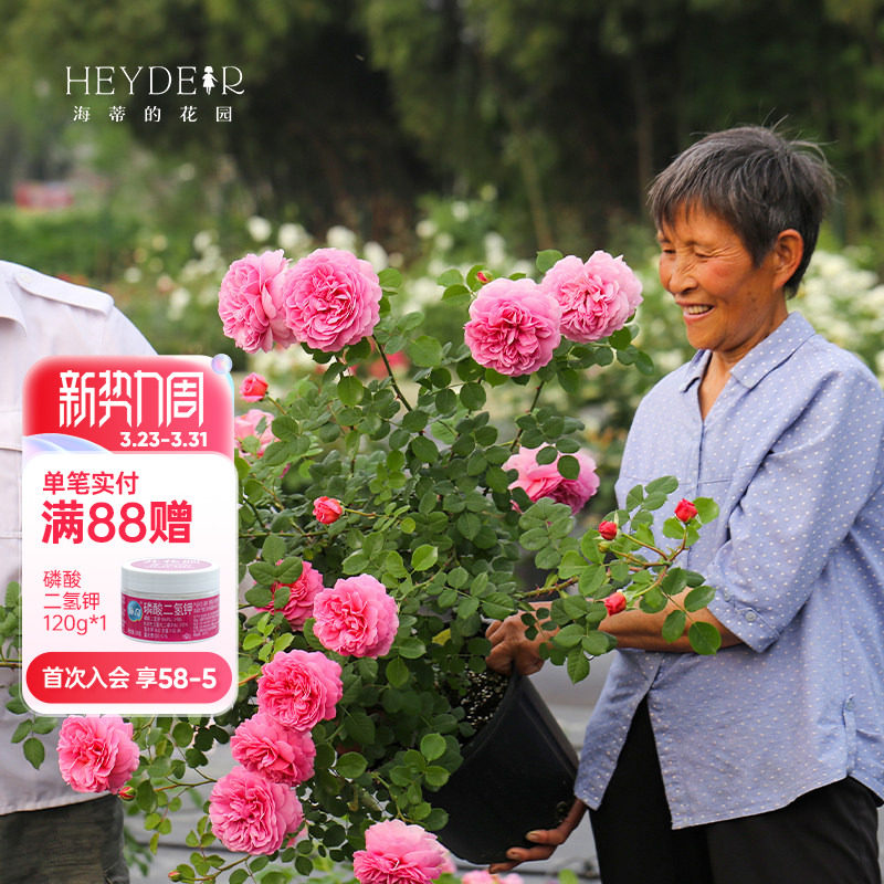 海蒂的花园月季花苗真宙珊瑚果冻花卉植物阳台庭院易活盆栽花苗