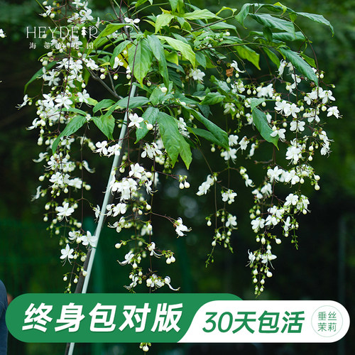 海妈家垂丝茉莉花盆栽棒棒糖
