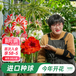 海蒂 花园旗舰店进口朱顶红种球多年生球根花卉盆栽阳台植物