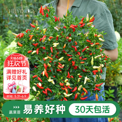 水果黄瓜辣椒家庭阳台种植盆栽苗
