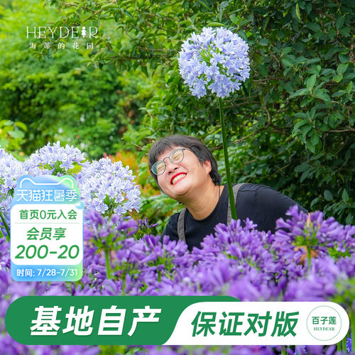 草本植物花箭挺立花朵如球