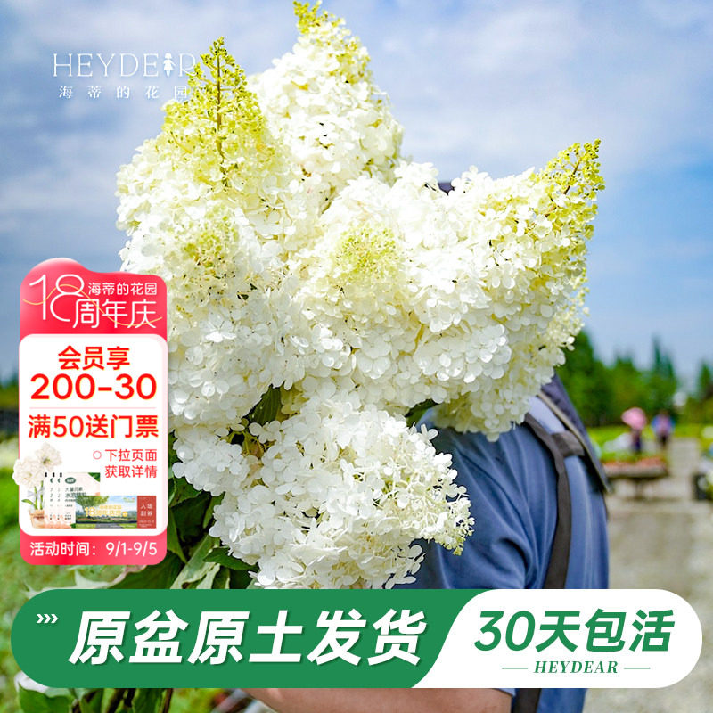 耐寒耐晒绣球北方地区露地过冬图片