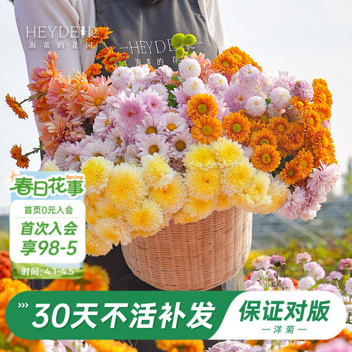 洋菊盆栽花苗易养易爆花