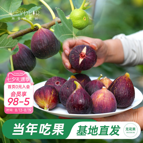 海妈家自产无花果盆栽苗