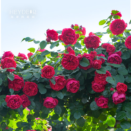 海蒂的花园耐热拱门月季植物盆栽