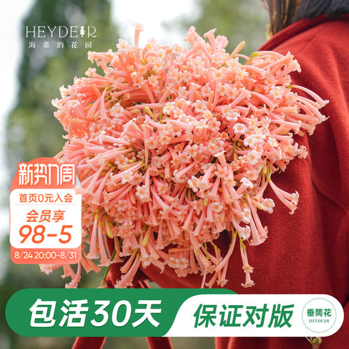 海妈家冬季开花球根花卉植物