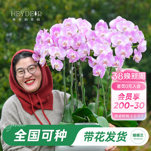 海蒂的花园旗舰店蝴蝶兰带花盆栽带花苞大辣椒年宵花植物室内桌面