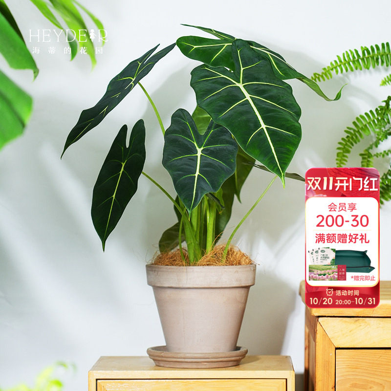 海蒂的花园旗舰店海芋盆栽办公室绿植阳台植物墙室内植物室内花
