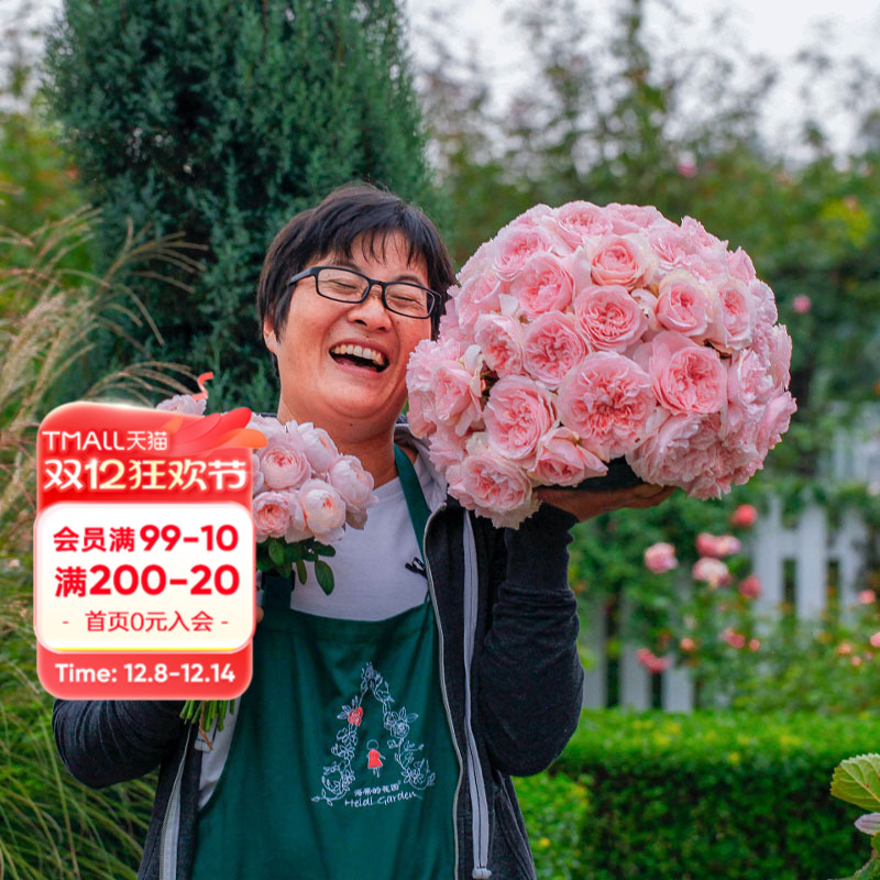 瑞典海蒂的花园粉色仙女月季