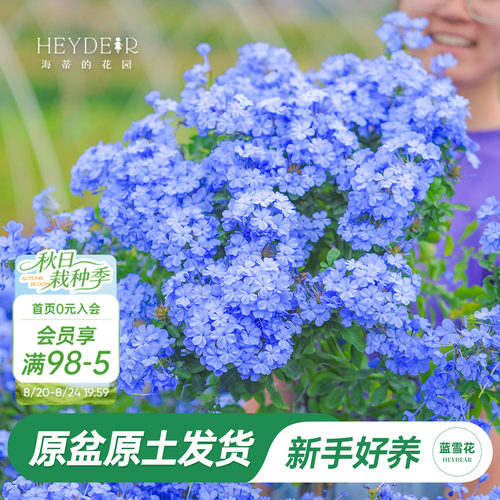海蒂阳台蓝雪花海蒂的花园