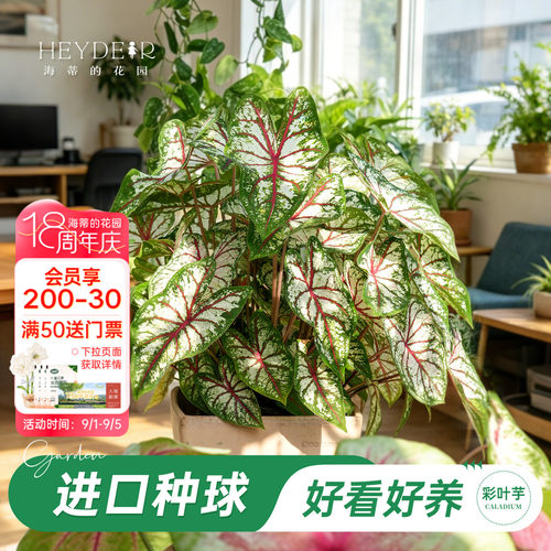 好种易发芽室内可栽种