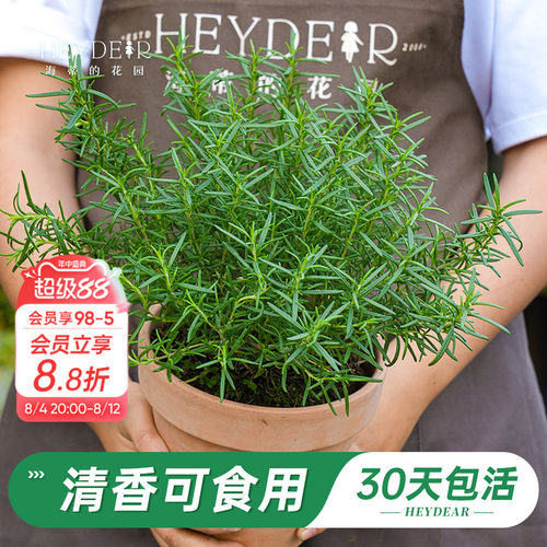 迷迭香盆栽易活好养品牌保障
