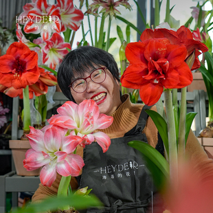 花园旗舰店荷兰朱顶红进口重瓣种球花卉爱神北极女神球根 海蒂