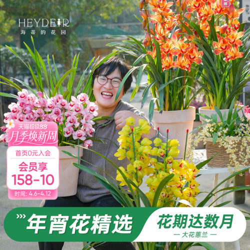 海蒂的花园大花蕙兰盆栽花苗