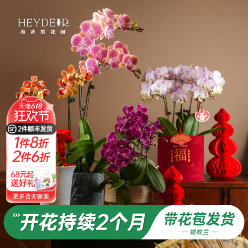 【品牌保障】A级蝴蝶兰带花发货