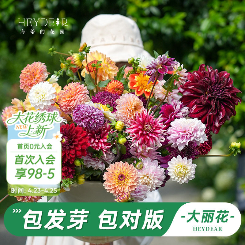 海蒂的花园旗舰店大丽花种球牛奶咖啡重瓣大丽花球根花卉植物块根