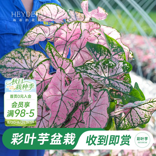 海蒂的花园彩叶芋盆栽苗