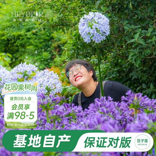 草本植物花箭挺立花朵如球