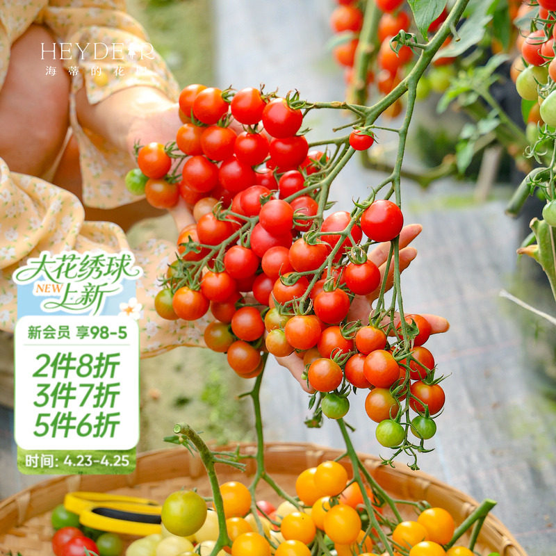 海蒂的花园旗舰店西红柿苗秧带土盆栽家庭种当年可结果水果番茄苗