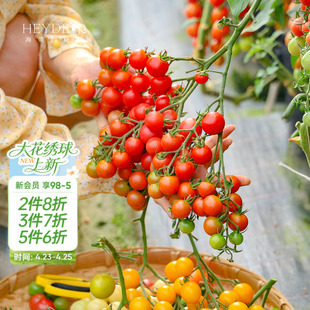 海蒂的花园旗舰店西红柿苗秧带土盆栽家庭种当年可结果水果番茄苗