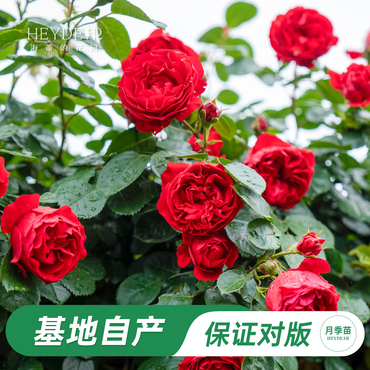 海蒂的花园旗舰店爬藤月季弗洛伦蒂娜花墙拱门藤本花卉盆栽植物苗