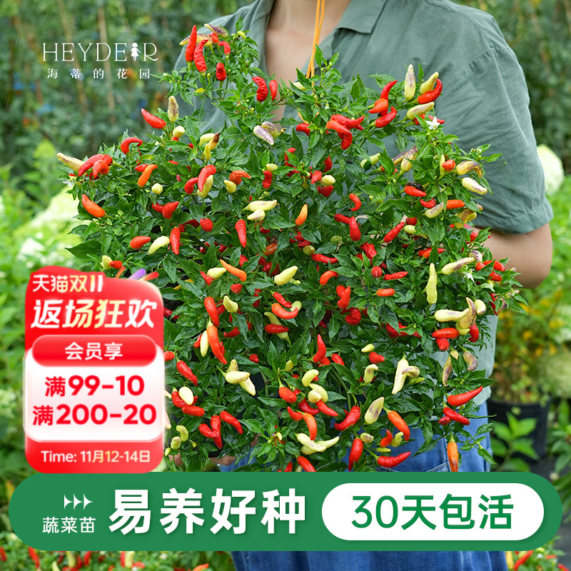 番茄家庭阳台种植水果盆栽苗