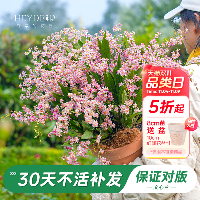 梦香文心兰室内开花香气四溢